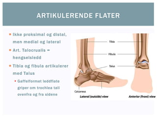  Ikke proksimal og distal,
men medial og lateral
 Art. Talocrualis =
hengselsledd
 Tibia og fibula artikulerer
med Talus
 Gaffelformet leddflate
griper om trochlea tali
ovenfra og fra sidene
ARTIKULERENDE FLATER
 