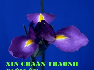 XIN CHAÂN THAØNH
 