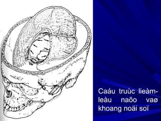Caáu truùc lieàm-
leàu naõo vaø
khoang noäi soï
 