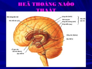 HEÄ THOÁNG NAÕOHEÄ THOÁNG NAÕO
THAÁTTHAÁT
 