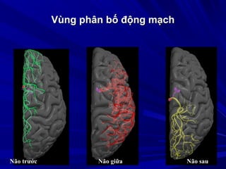 Vùng phân bố động mạchVùng phân bố động mạch
Não trước Não giữa Não sau
 
