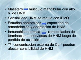 Masetero  músculo mandibular con alto nº de HNM Sensibilidad HNM se redujo con iDVO Estudios anatómicos  capacidad de remodelación y adaptación de HNM Inmunohistoquímica  remodelación de terminaciones nerviosas de HNM luego de perdida de oclusión  Tº, concentración externa de Ca ++  pueden afectar sensibilidad de HNM 