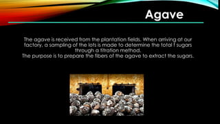Agave
The agave is received from the plantation fields. When arriving at our
factory, a sampling of the lots is made to determine the total f sugars
through a titration method.
The purpose is to prepare the fibers of the agave to extract the sugars.
 