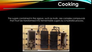 Cooking
The sugars contained in the agave, such as inulin, are complex compounds
that must be transformed into fermentable sugars by a hydrolisis process.
 