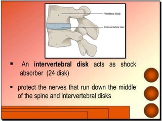  An intervertebral disk acts as shock
absorber (24 disk)
 protect the nerves that run down the middle
of the spine and intervertebral disks
 