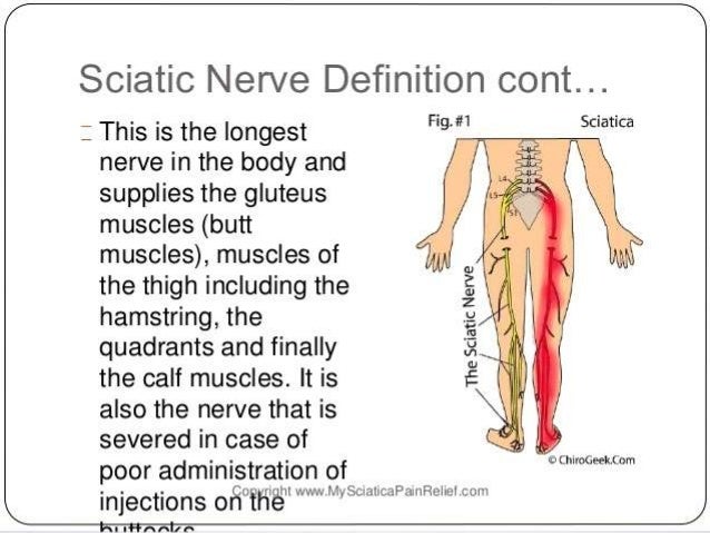 How To Treat A Pinched Nerve In A Dog How To Treat A Pinched Nerve In A Dog