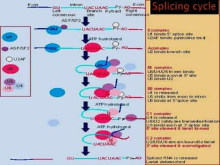 hn RNA processing | PPT