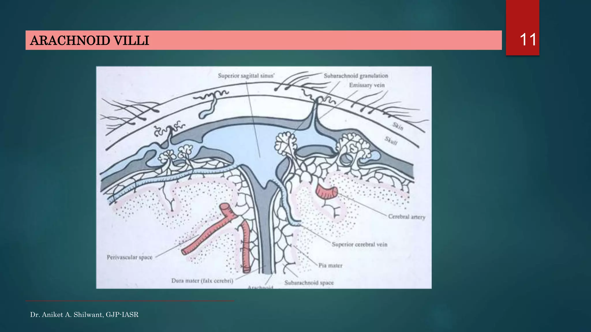 11ARACHNOID VILLI
Dr. Aniket A. Shilwant, GJP-IASR
 