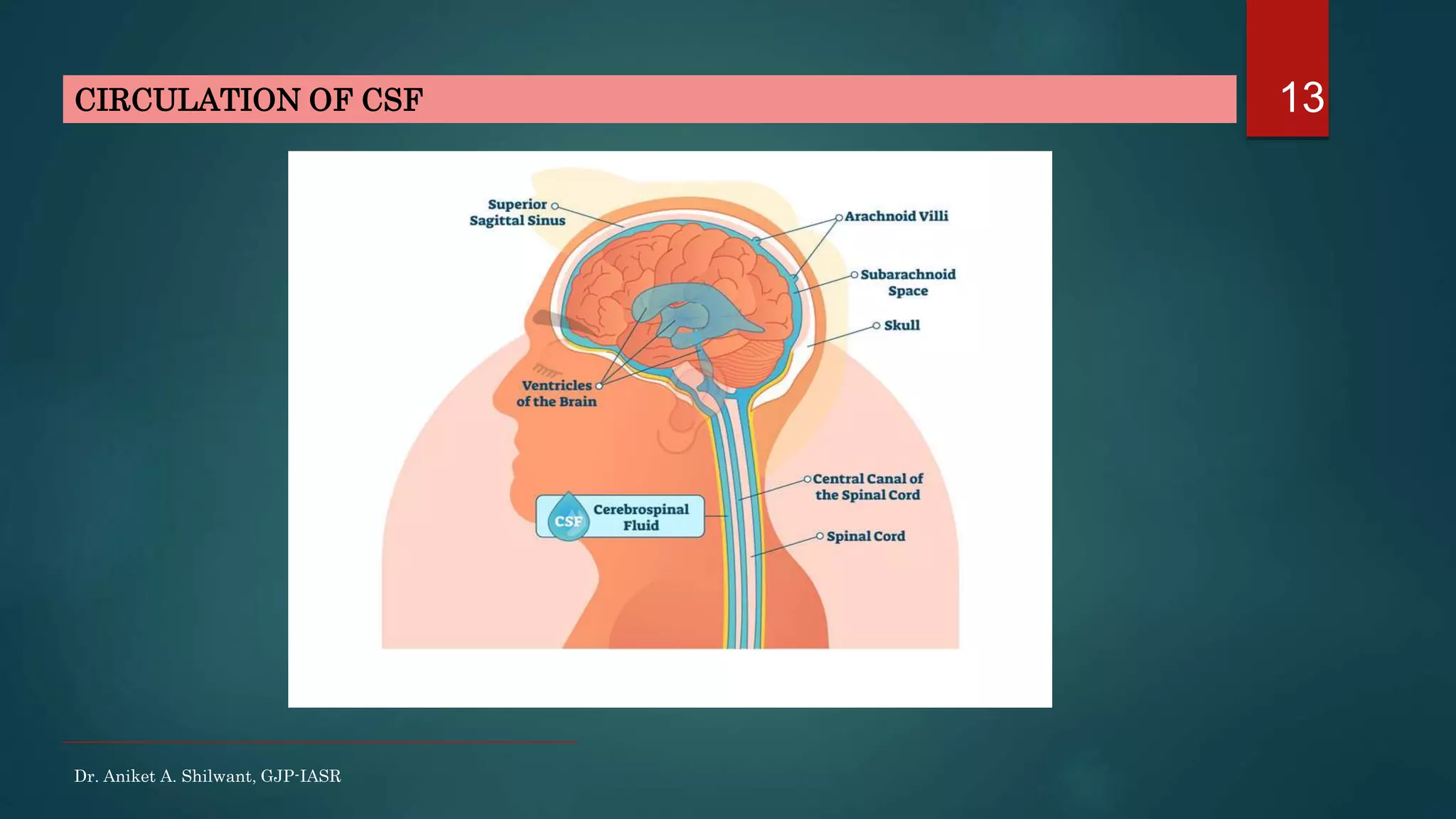 13CIRCULATION OF CSF
Dr. Aniket A. Shilwant, GJP-IASR
 
