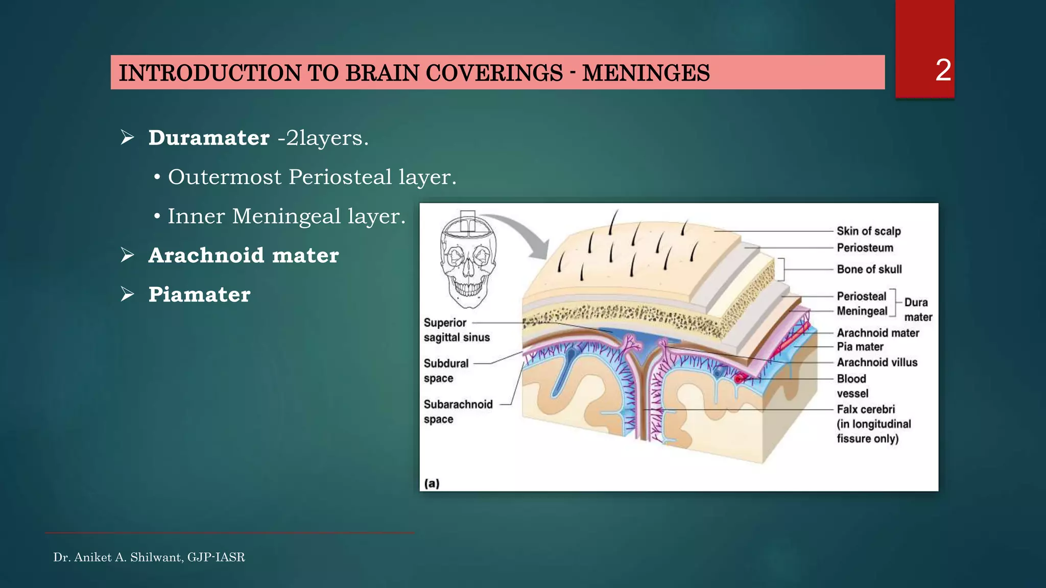  Duramater -2layers.
• Outermost Periosteal layer.
• Inner Meningeal layer.
 Arachnoid mater
 Piamater
INTRODUCTION TO BRAIN COVERINGS - MENINGES
Dr. Aniket A. Shilwant, GJP-IASR
2
 