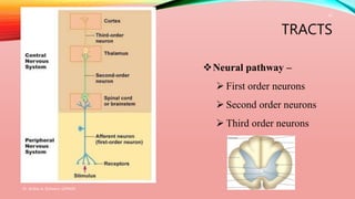 TRACTS
Neural pathway –
 First order neurons
 Second order neurons
 Third order neurons
Dr. Aniket A. Shilwant, GJPIASR
10
 