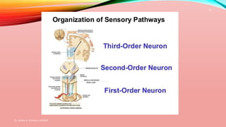 Dr. Aniket A. Shilwant, GJPIASR
11
 