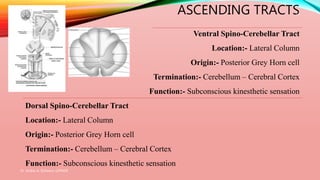 ASCENDING TRACTS
Ventral Spino-Cerebellar Tract
Location:- Lateral Column
Origin:- Posterior Grey Horn cell
Termination:- Cerebellum – Cerebral Cortex
Function:- Subconscious kinesthetic sensation
Dorsal Spino-Cerebellar Tract
Location:- Lateral Column
Origin:- Posterior Grey Horn cell
Termination:- Cerebellum – Cerebral Cortex
Function:- Subconscious kinesthetic sensation
Dr. Aniket A. Shilwant, GJPIASR
13
 