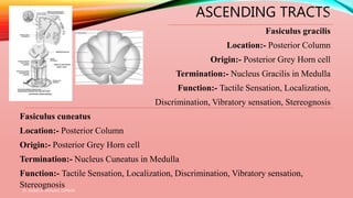ASCENDING TRACTS
Fasiculus gracilis
Location:- Posterior Column
Origin:- Posterior Grey Horn cell
Termination:- Nucleus Gracilis in Medulla
Function:- Tactile Sensation, Localization,
Discrimination, Vibratory sensation, Stereognosis
Fasiculus cuneatus
Location:- Posterior Column
Origin:- Posterior Grey Horn cell
Termination:- Nucleus Cuneatus in Medulla
Function:- Tactile Sensation, Localization, Discrimination, Vibratory sensation,
Stereognosis
Dr. Aniket A. Shilwant, GJPIASR
16
 