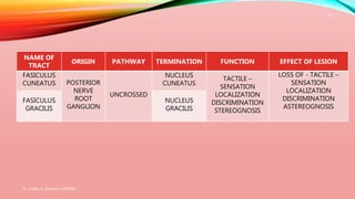 Dr. Aniket A. Shilwant, GJPIASR
19
NAME OF
TRACT
ORIGIN PATHWAY TERMINATION FUNCTION EFFECT OF LESION
FASICULUS
CUNEATUS POSTERIOR
NERVE
ROOT
GANGLION
UNCROSSED
NUCLEUS
CUNEATUS
TACTILE –
SENSATION
LOCALIZATION
DISCRIMINATION
STEREOGNOSIS
LOSS OF - TACTILE –
SENSATION
LOCALIZATION
DISCRIMINATION
ASTEREOGNOSIS
FASICULUS
GRACILIS
NUCLEUS
GRACILIS
 