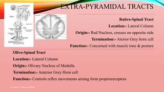 Dr. Aniket A. Shilwant, GJPIASR
25
Rubro-Spinal Tract
Location:- Lateral Column
Origin:- Red Nucleus, crosses on opposite side
Termination:- Aterior Grey horn cell
Function:- Concerned with muscle tone & posture
Olivo-Spinal Tract
Location:- Lateral Column
Origin:- Olivary Nucleus of Medulla
Termination:- Anterior Grey Horn cell
Function:- Controls reflex movements arising form proprioreceptors
EXTRA-PYRAMIDAL TRACTS
 