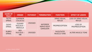 Dr. Aniket A. Shilwant, GJPIASR
28
NAME OF
TRACT
ORIGIN PATHWAY TERMINATION FUNCTION EFFECT OF LESION
TECTO
SPINAL
SUPERIOR
COLLICULI
CROSSED
ANTERIOR
NERVE ROOT
GANGLION
SPINO VISUAL
REFLEX
LOSS OF SPINO VISUAL
REFLEX
OLIVO
SPINAL
OLIVARY
NUCLEUS –
MEDULLA
PROPRIOCEPTION
LOSS OF
PROPRIOCEPTION
RUBRO
SPINAL
RED
NUCLEUS –
MB
CROSSED
FACILITATES
MUSCLE TONE
ALTERS MUSCLE TONE
 