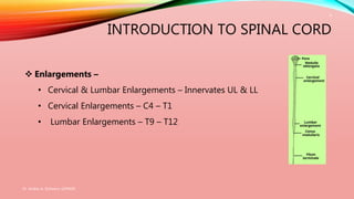 INTRODUCTION TO SPINAL CORD
 Enlargements –
• Cervical & Lumbar Enlargements – Innervates UL & LL
• Cervical Enlargements – C4 – T1
• Lumbar Enlargements – T9 – T12
Dr. Aniket A. Shilwant, GJPIASR
4
 