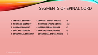SEGMENTS OF SPINAL CORD
Dr. Aniket A. Shilwant, GJPIASR
6
 CERVICAL SEGMENT – CERVICAL SPINAL NERVES – 8
 THORACIC SEGMENT – THORACIC SPINAL NERVES – 12
 LUMBAR SEGMENT – LUMBAR SPINAL NERVES – 5
 SACCRAL SEGMENT – SACCRAL SPINAL NERVES – 5
 COCCXYGEAL SEGMENT – COCCXYGEAL SPINAL NERVE – 1
 