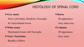 HISTOLOGY OF SPINAL CORD
Grey mater
Nerve cell bodies, Dendrites, Neuroglia
& Unmyelinated Axons
White mater
Myelinated Axons with Neuroglia
Tract / Fasciculus
Bundles of fibers
Horns
2D appearance
Grey mater area
Columns
3D appearance
Grey mater
Dr. Aniket A. Shilwant, GJPIASR
7
 