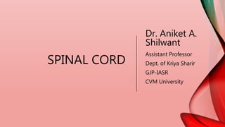 SPINAL CORD
Dr. Aniket A.
Shilwant
Assistant Professor
Dept. of Kriya Sharir
GJP-IASR
CVM University
 