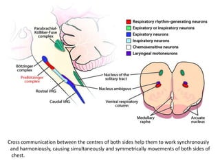 Cross communication between the centres of both sides help them to work synchronously
and harmoniously, causing simultaneously and symmetrically movements of both sides of
chest.
 