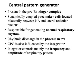 Central pattern generator
• Present in the pre-Botzinger complex
• Synaptically coupled pacemaker cells located
bilaterally between NA and lateral reticular
nucleus
• Responsible for generating normal respiratory
rhythm.
• Rhythmic discharge in the phrenic nerve.
• CPG is also influenced by the integrator
• Integrator controls mainly the frequency and
amplitude of respiratory pattern
 