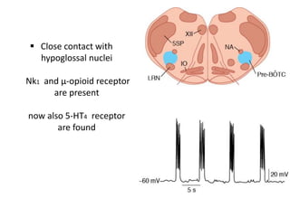  Close contact with
hypoglossal nuclei
Nk1 and µ-opioid receptor
are present
now also 5-HT4 receptor
are found
 
