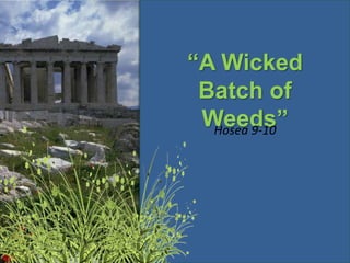 “A Wicked Batch of Weeds” Hosea 9-10 