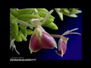 Epidendrum mathewsii 