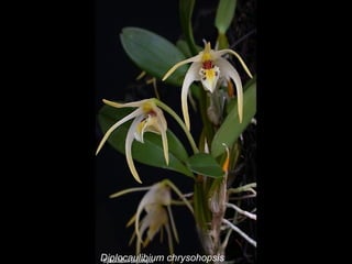 Diplocaulibium chrysohopsis 
