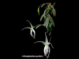 Homapetalum pumilio 