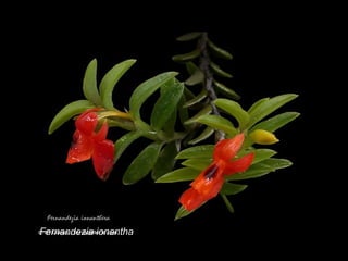 Fernandezia ionantha 