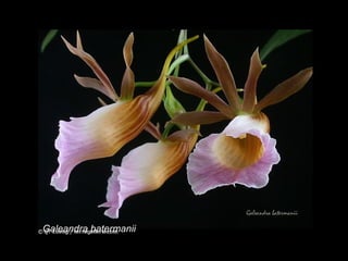 Galeandra batermanii 