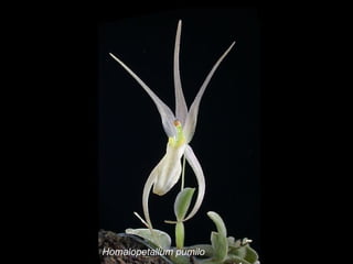 Homalopetallum pumilo 