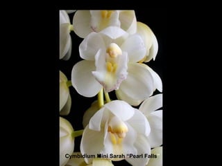 Cymbidium Mini Sarah “Pearl Falls ” 