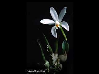Laelia fournieri 