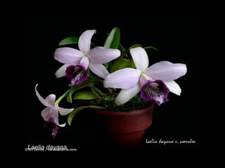 Laelia dayana 