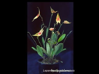 Lepanthes guatalamensis 