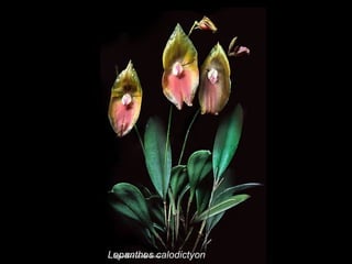 Lepanthes calodictyon 