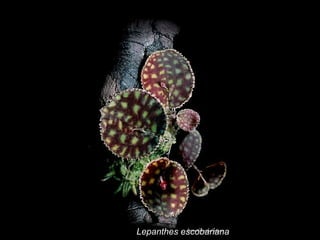 Lepanthes escobariana 