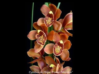 Cymbidium Enzan Forest “Majolica”  
