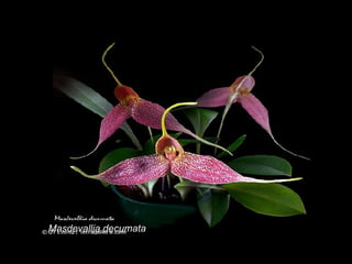 Masdevallia decumata 