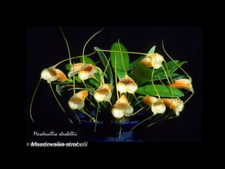 Masdevallia strobelii 