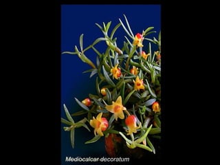 Mediocalcar decoratum 