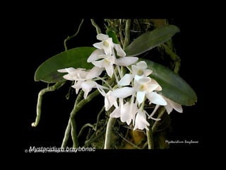 Mystacidium braybonac 