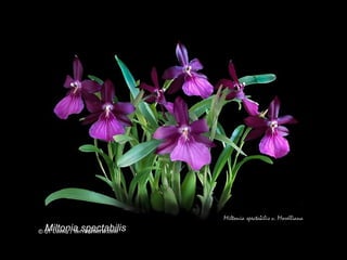 Miltonia spectabilis 