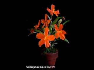 Neocognaudia hexaptera 