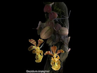 Oncidium limingheii 