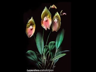 Lepanthes calodictyon 